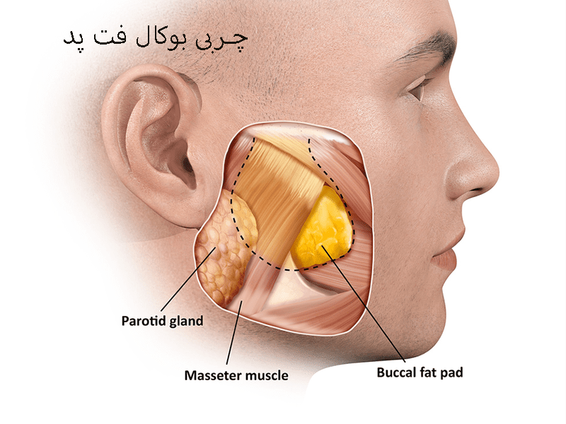 چربی بوکال فت پد، سلامت کارت