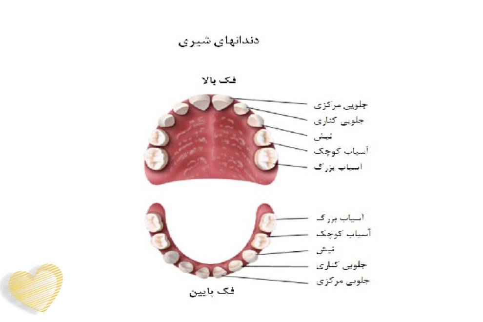 انواع دندان و عملکرد آن ها